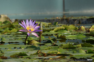 Purple Flower in a Pond