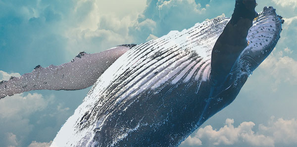 Airwhale