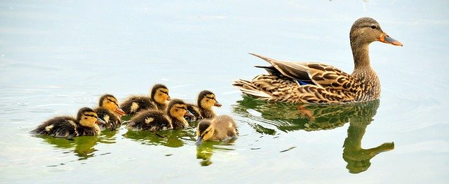 Mallard with six ducklings swimming