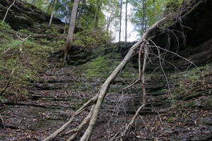 Fallen Tree in an Alcove