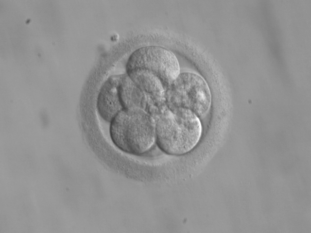 Embryo splitting into multiple cells