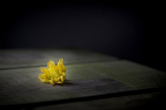 Yellow Flower on a Wooden Table