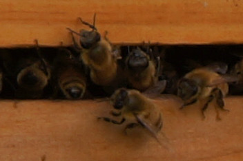 Bees in a Beehive