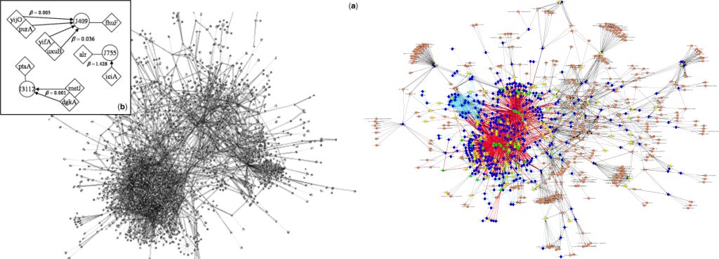 Regulatory Network from e. coli (left) compared to a subset of a regulatory network in a human cell (right)